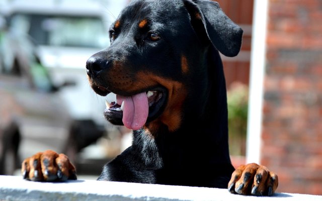 â€œKop-en-Skouersâ€ deur Yvonne Joubert se suster